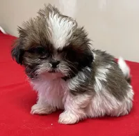 Atwell, a male Shih Tzu for sale in Wrightsville, GA – Photo 1 of 10