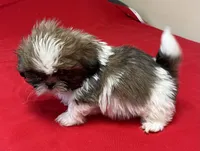 Atwell, a male Shih Tzu for sale in Wrightsville, GA – Photo 8 of 10