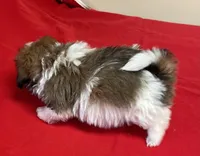 Atwell, a male Shih Tzu for sale in Wrightsville, GA – Photo 7 of 10