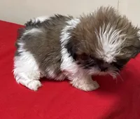 Atwell, a male Shih Tzu for sale in Wrightsville, GA – Photo 6 of 10