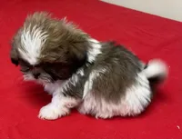 Atwell, a male Shih Tzu for sale in Wrightsville, GA – Photo 2 of 10