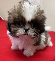 Atwell, a male Shih Tzu for sale in Wrightsville, GA – Photo 4 of 10