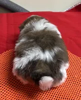 Atwell, a male Shih Tzu for sale in Wrightsville, GA – Photo 10 of 10