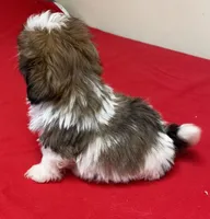 Atwell, a male Shih Tzu for sale in Wrightsville, GA – Photo 3 of 10