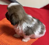 Atwell, a male Shih Tzu for sale in Wrightsville, GA – Photo 9 of 10