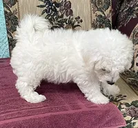 Dalila, a female Bichon Frise for sale in Wrightsville, GA – 8 of 10