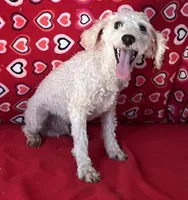 Mimi, a male Poodle - Toy  for sale in Wrightsville, GA – 4 of 10