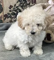 Milton, a male Poodle - Toy  for sale in Wrightsville, GA – 2 of 8