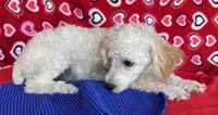 Mimi, a male Poodle - Toy  for sale in Wrightsville, GA – 10 of 10