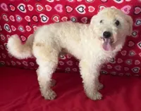 Padget, a male Bichon Frise for sale in Wrightsville, GA – 2 of 10