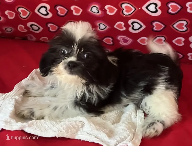 Essie – Shih Tzu puppy for sale in Wrightsville, GA