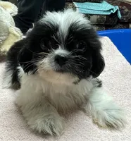 Eunice, a female Shih Tzu for sale in Wrightsville, GA – 6 of 7