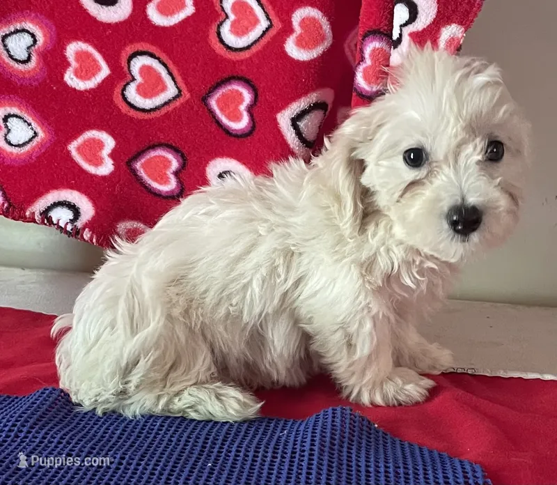 Camila – Bichon Frise, Shihpoo puppy for sale in Wrightsville, GA