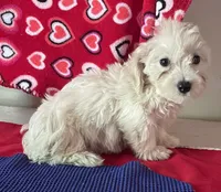 Camila, a female Bichon Frise and Shihpoo for sale in Wrightsville, GA – 1 of 9