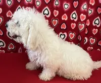 Dawson, a male Bichon Frise for sale in Wrightsville, GA – 6 of 10