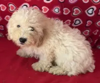 Snow, a male Poodle - Toy  and Bichpoo for sale in Wrightsville, GA – 5 of 10