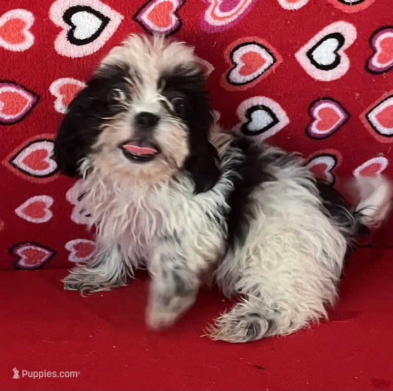 Elisha – Shih Tzu puppy for sale in Wrightsville, GA