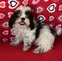 Elisha, a male Shih Tzu for sale in Wrightsville, GA – 1 of 10
