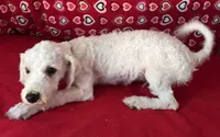 Dawson, a male Bichon Frise for sale in Wrightsville, GA – 4 of 10