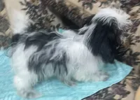 Elisha, a male Shih Tzu for sale in Wrightsville, GA – 2 of 10