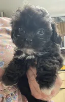 Zeno, a male Shih Tzu and Poodle - Toy  for sale in Wrightsville, GA – 8 of 10