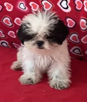 Earl, a male Shih Tzu for sale in Wrightsville, GA – 9 of 10
