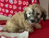 Cooper, a male Bichon Frise and Shihpoo for sale in Wrightsville, GA – 9 of 10