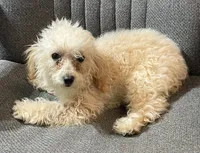 Leola, a female Poodle - Toy  for sale in Wrightsville, GA – Photo 3 of 10