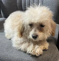 Leola, a female Poodle - Toy  for sale in Wrightsville, GA – Photo 9 of 10