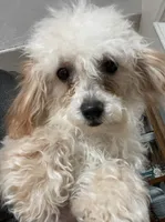 Leola, a female Poodle - Toy  for sale in Wrightsville, GA – Photo 4 of 10