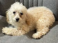 Leola, a female Poodle - Toy  for sale in Wrightsville, GA – Photo 6 of 10