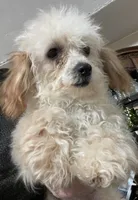 Leola, a female Poodle - Toy  for sale in Wrightsville, GA – Photo 8 of 10