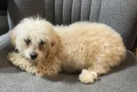 Leola, a female Poodle - Toy  for sale in Wrightsville, GA – Photo 7 of 10