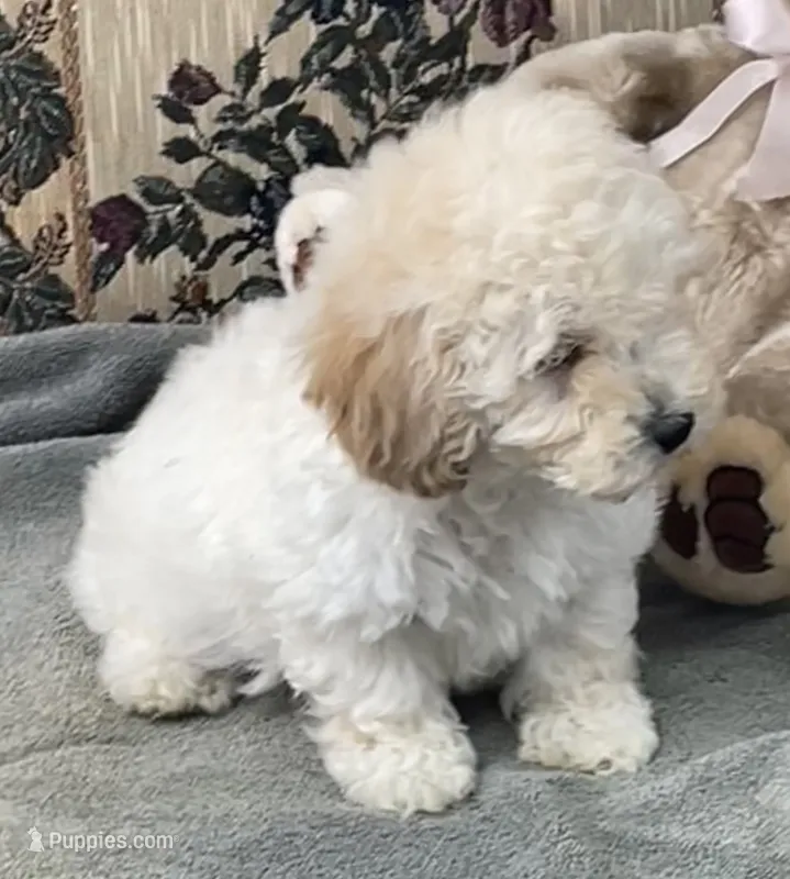Milton – Poodle - Toy  puppy for sale in Wrightsville, GA