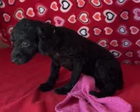 Idra, a female Poodle - Toy  for sale in Wrightsville, GA – 10 of 10