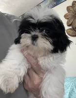 Nadia, a female Shih Tzu for sale in Wrightsville, GA – 4 of 10