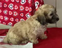 Cooper, a male Bichon Frise and Shihpoo for sale in Wrightsville, GA – 2 of 10