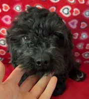 Chita, a female Bichon Frise and Shihpoo for sale in Wrightsville, GA – 2 of 10