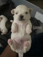 Mocha, a female Maltipoo for sale in Sacramento, CA – 2 of 3