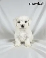 Snowball, a male Maltipoo for sale in Vacaville, CA – Photo 1 of 7