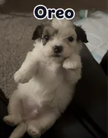 Snowball, a male Maltipoo for sale in Vacaville, CA – Photo 3 of 7