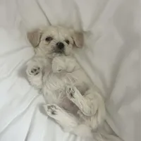 Butters, a male Maltipoo for sale in Vacaville, CA – Photo 2 of 6