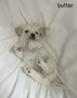 Snowball, a male Maltipoo for sale in Vacaville, CA – Photo 2 of 7