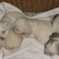Butters, a male Maltipoo for sale in Vacaville, CA – Photo 4 of 6