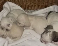 Snowball, a male Maltipoo for sale in Vacaville, CA – Photo 5 of 7