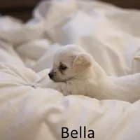 Butters, a male Maltipoo for sale in Vacaville, CA – Photo 3 of 6