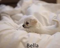 Snowball, a male Maltipoo for sale in Vacaville, CA – Photo 4 of 7