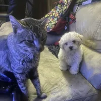 Butters, a male Maltipoo for sale in Vacaville, CA – Photo 5 of 6