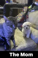 Snowball, a male Maltipoo for sale in Vacaville, CA – Photo 6 of 7