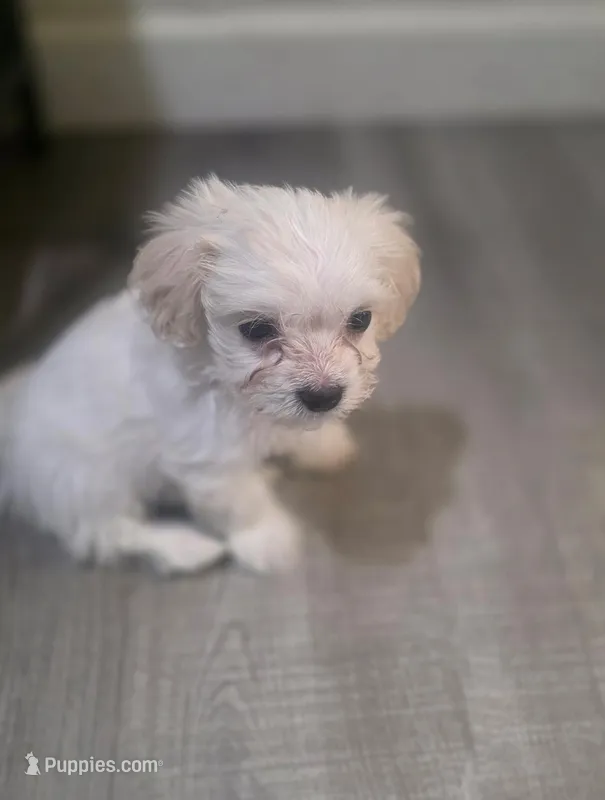 Butters, a male Maltipoo for sale in Vacaville, CA – Photo 1 of 6